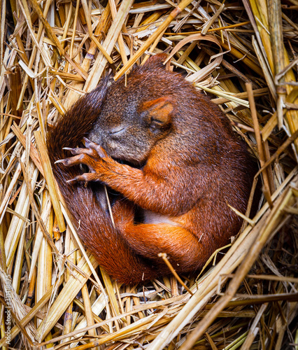 Baby squrell slepping in a nest made of straw