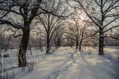 Shadows from trees in a snowy forest