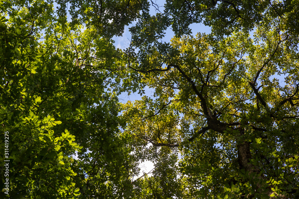 View of forest in springtime 