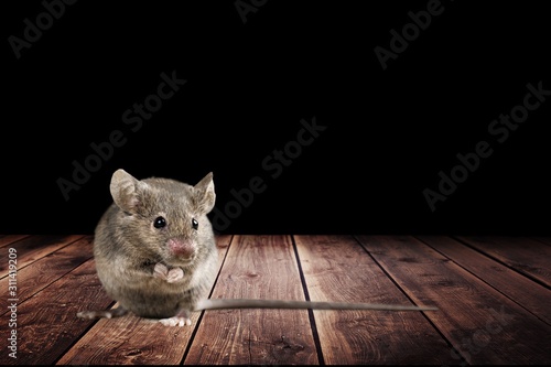 Gray young small mouse on wooden background