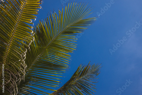 palm tree against blue sky