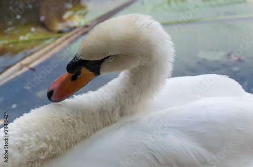 Cisne photo