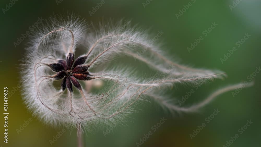 Cinemagraph macro of delicate flower in motion background Cinemagraph macro of delicate flower in motion background
