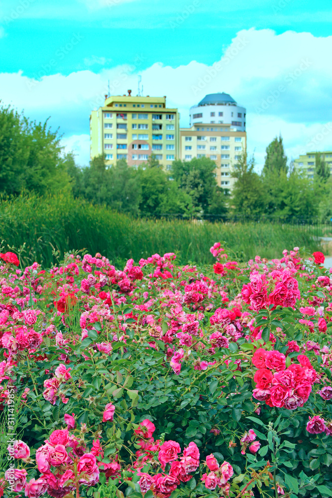 Beautiful bushes of red roses grow in multi-storey houses background in city