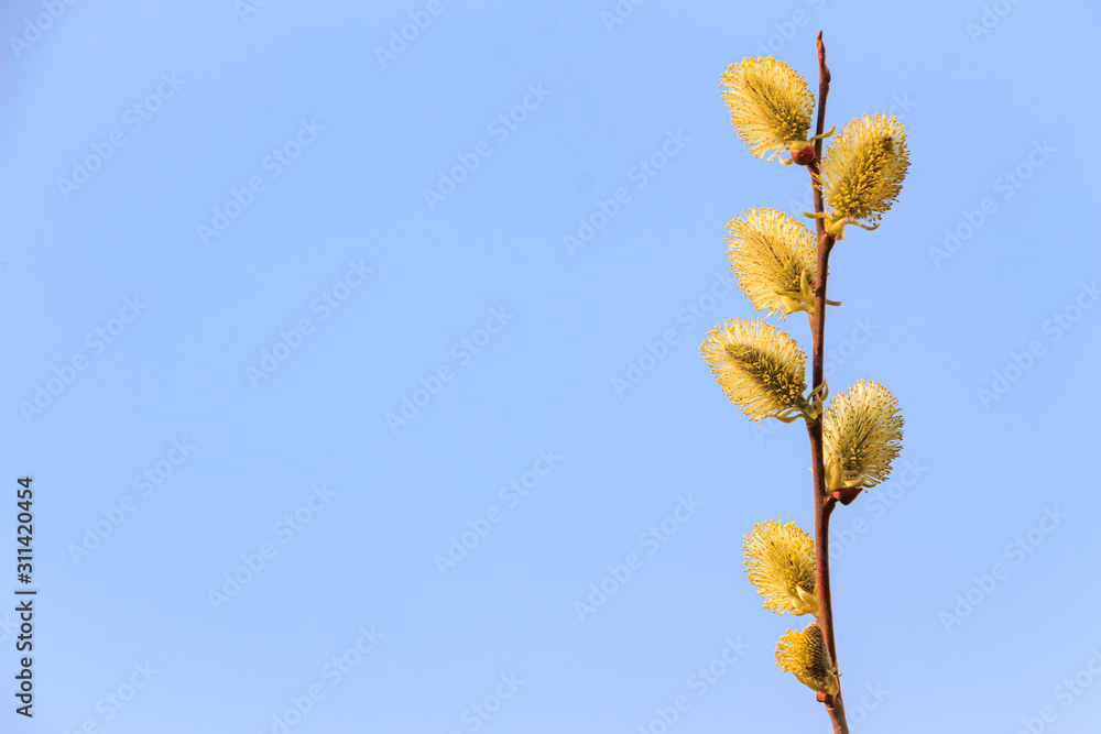 Fototapeta premium Fluffy willow buds in early spring on a soft blue background, space for text on the lift