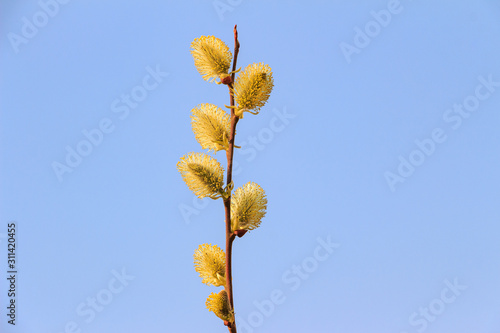 Fluffy willow buds in early spring on a soft blue background, space for text left and right