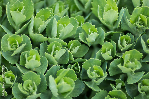Succulent leaves. Green background.