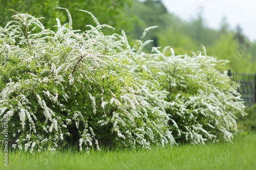 White blooming Spiraea cinerea 'Grefsheim' in garden