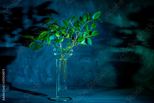 Branches with green leaves in a modern vase on a dark blue background. Interior Design.