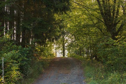 Feldweg unter Laubb  umen.