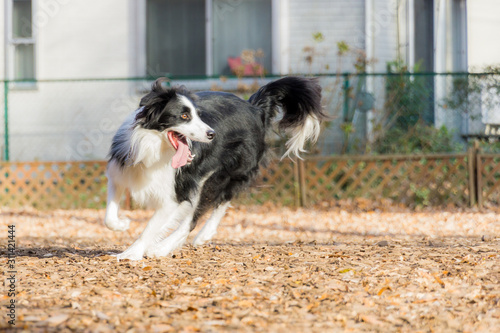 ボーダーコリー bordercollie 犬 dog