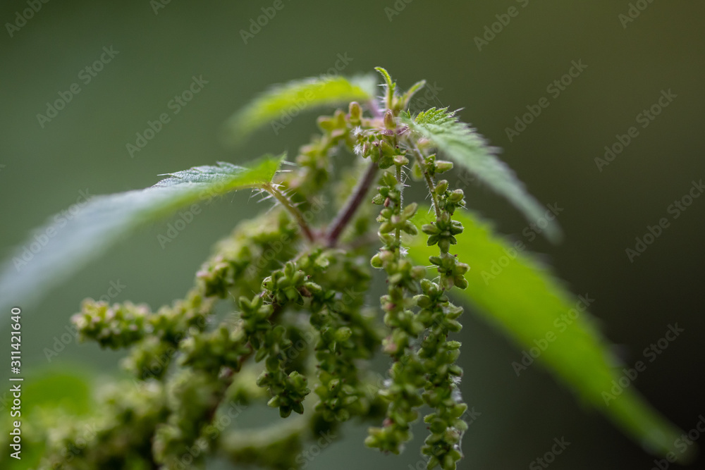 Stinging nettle Stinging nettle