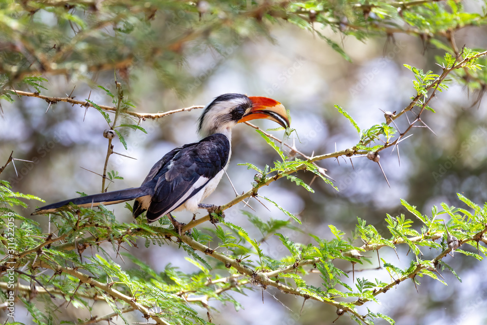 Fototapeta premium male of middle sized bird Von der Deckens Hornbill. Tockus deckeni, Lake Chamo, Arba Minch, Ethiopia wildlife