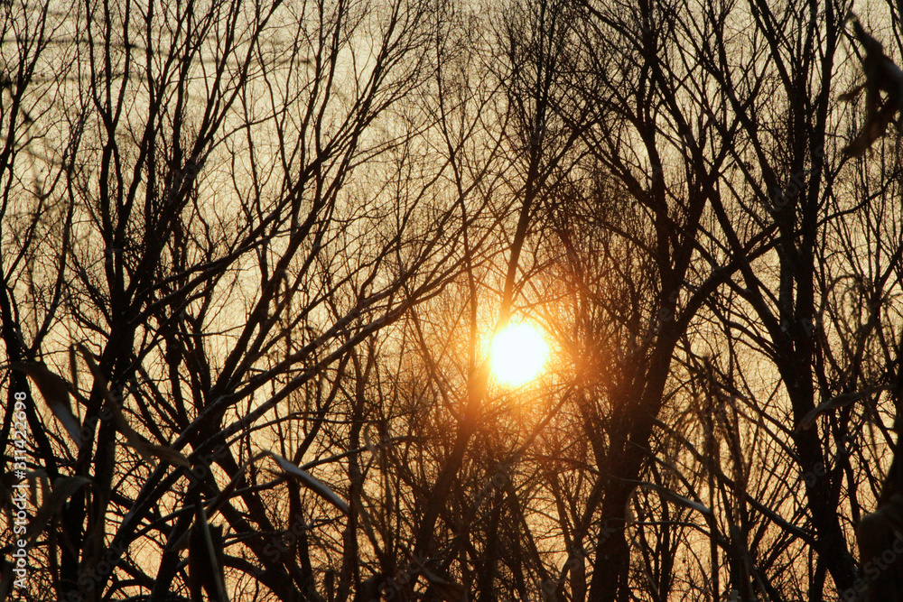 Orange sunset over trees. Twilight with bright sunset. Evening landscape Orange sunset over trees. Twilight with bright sunset. Evening landscape