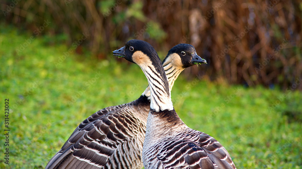 Geese and ducks cleaning and preening Geese and ducks cleaning and preening