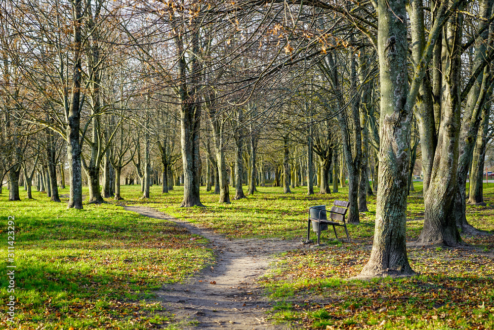 Naklejka premium tree lined sunny dappled nature path in autumn park