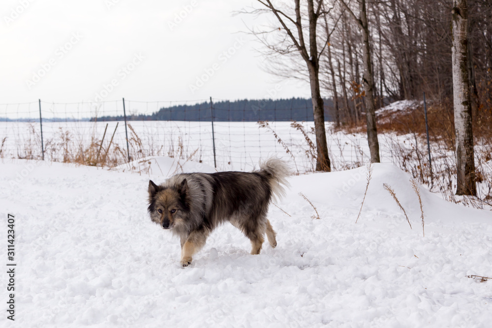 Handsome unleashed Keeshond dog walking in snow with wary expression next to wooded area and fenced field, Quebec, Canada Handsome unleashed Keeshond dog walking in snow with wary expression next to wooded area and fenced field, Quebec, Canada