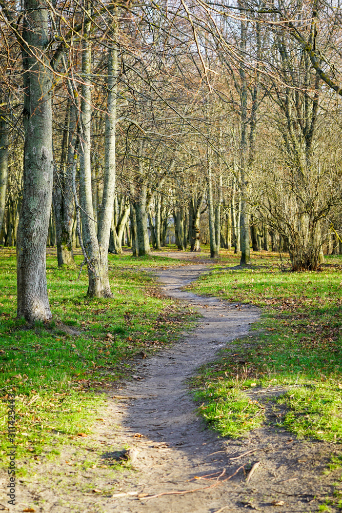 Fototapeta premium tree lined sunny dappled nature path in autumn park
