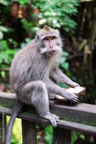 Balinese long-tailed monkey in Sacred Monkey Forest Sanctuary   Ubud  Bali  Indonesia 