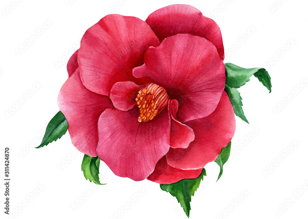 camellia illustration