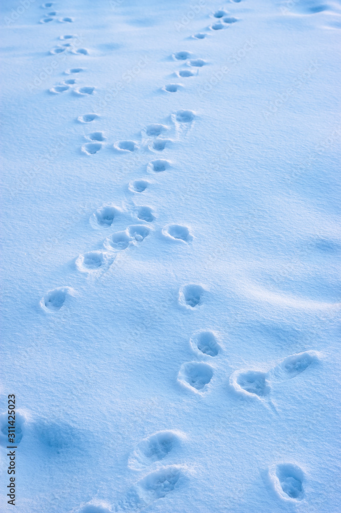 custom made wallpaper toronto digitalSmall animal footprints in the snow. Winter abstraction and texture.