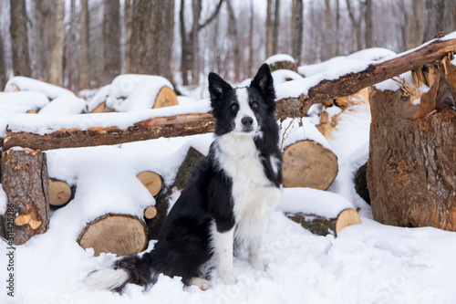 Handsome unleashed border collie dog sitting in snow with alert expression next to wooded area  Quebec  Canada