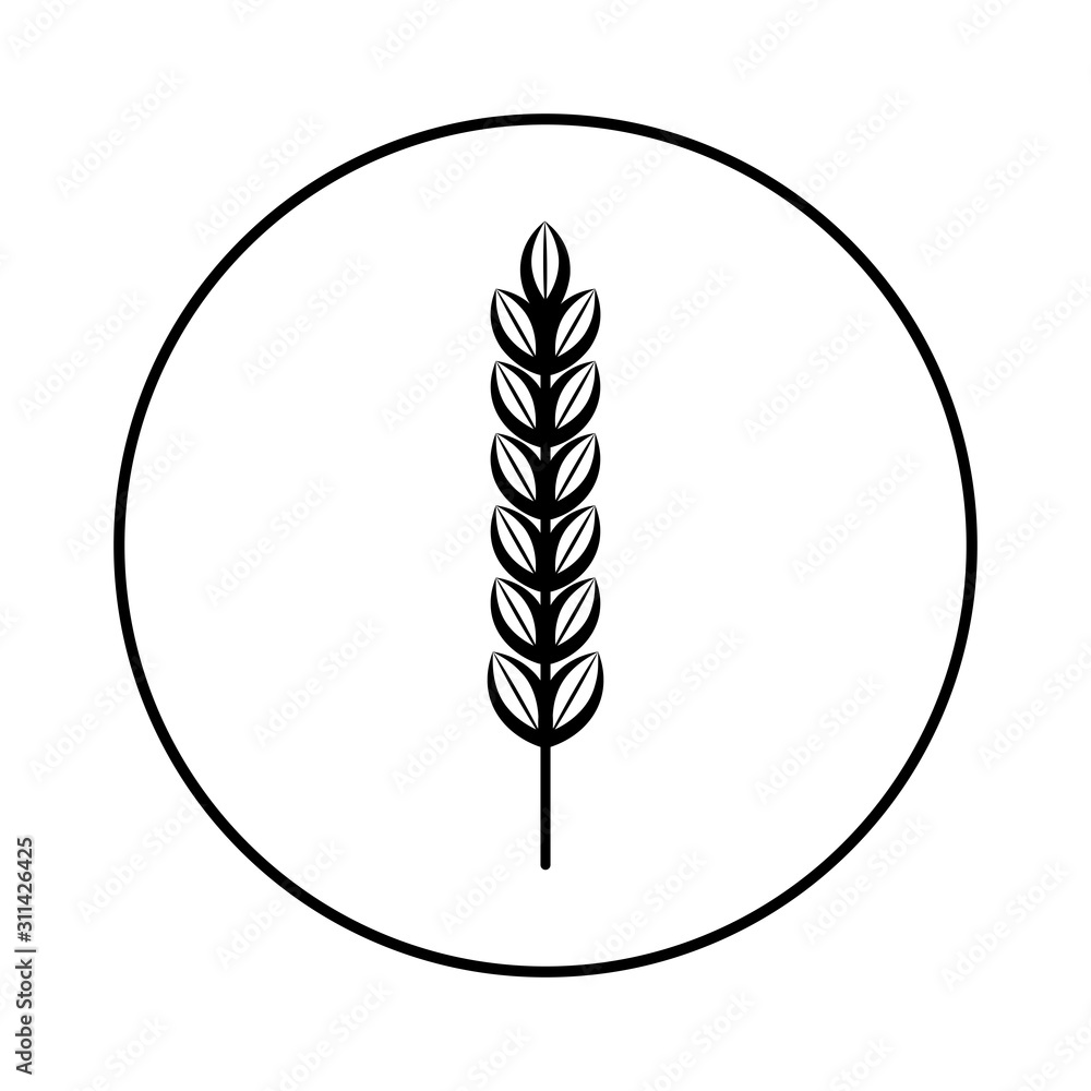 Spikelet of grain crop. Wheat, rye, rice. Vector image isolated on a white background. Spikelet of grain crop. Wheat, rye, rice. Vector image isolated on a white background.