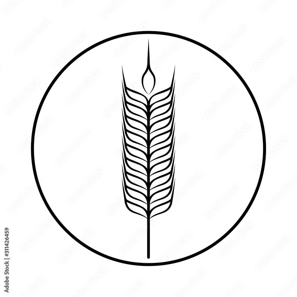 Spikelet of grain crop. Wheat, rye, rice. Vector image isolated on a white background.