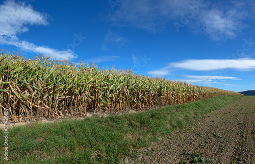 Rand eines Feldes mit teils vertrockneten Maispflanzen nach einem trockenen Sommer Ende September in Deutschland