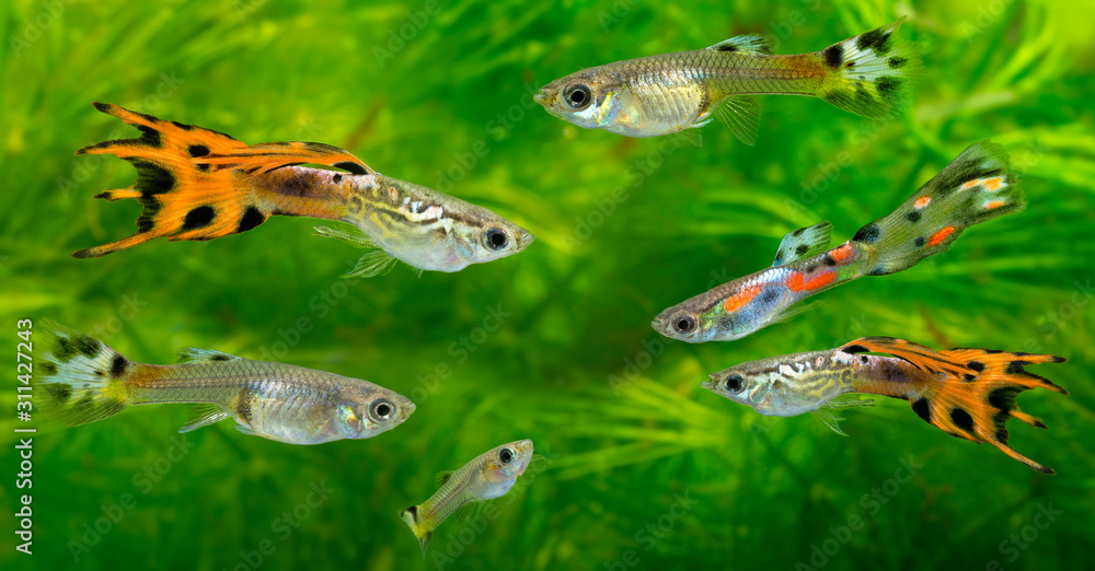 Fototapeta premium Guppy, Barbados Millions, Million fish - (Poecilia reticulata)