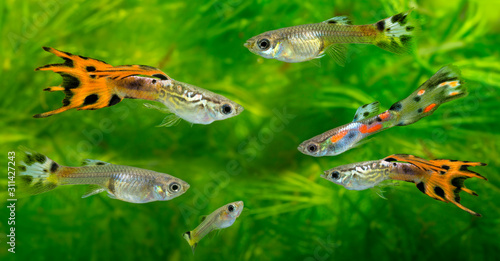 Guppy, Barbados Millions, Million fish - (Poecilia reticulata)