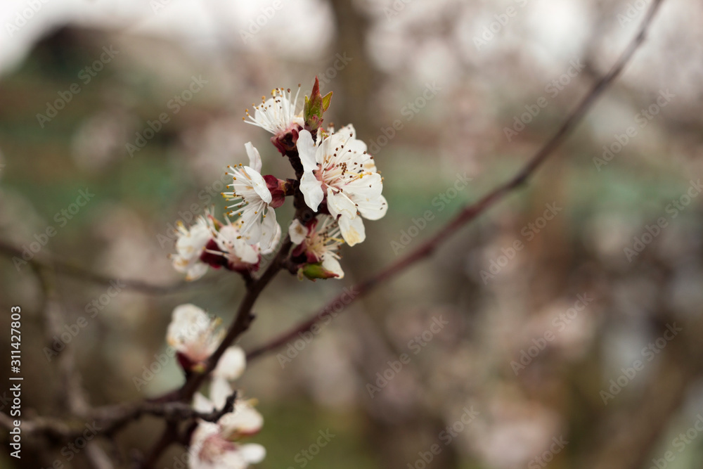 Apricot blossom - beautiful flowering tree on the background of the sky. Spring concept, tree with white flowers, blossom