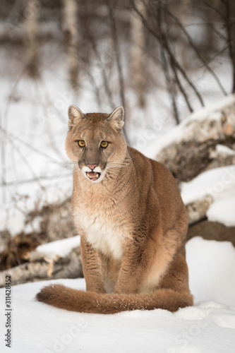 Adult Female Cougar (Puma concolor) Cries Out Sitting in Snow Winter
