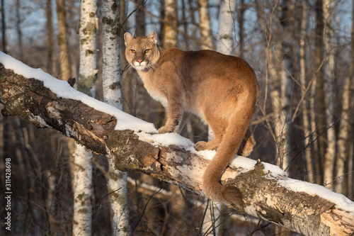 Adult Female Cougar  Puma concolor  Tail Curled Around Branch Winter