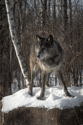 Black Phase Grey Wolf (Canis lupus) Stands on Rock Legs Spread Winter © geoffkuchera