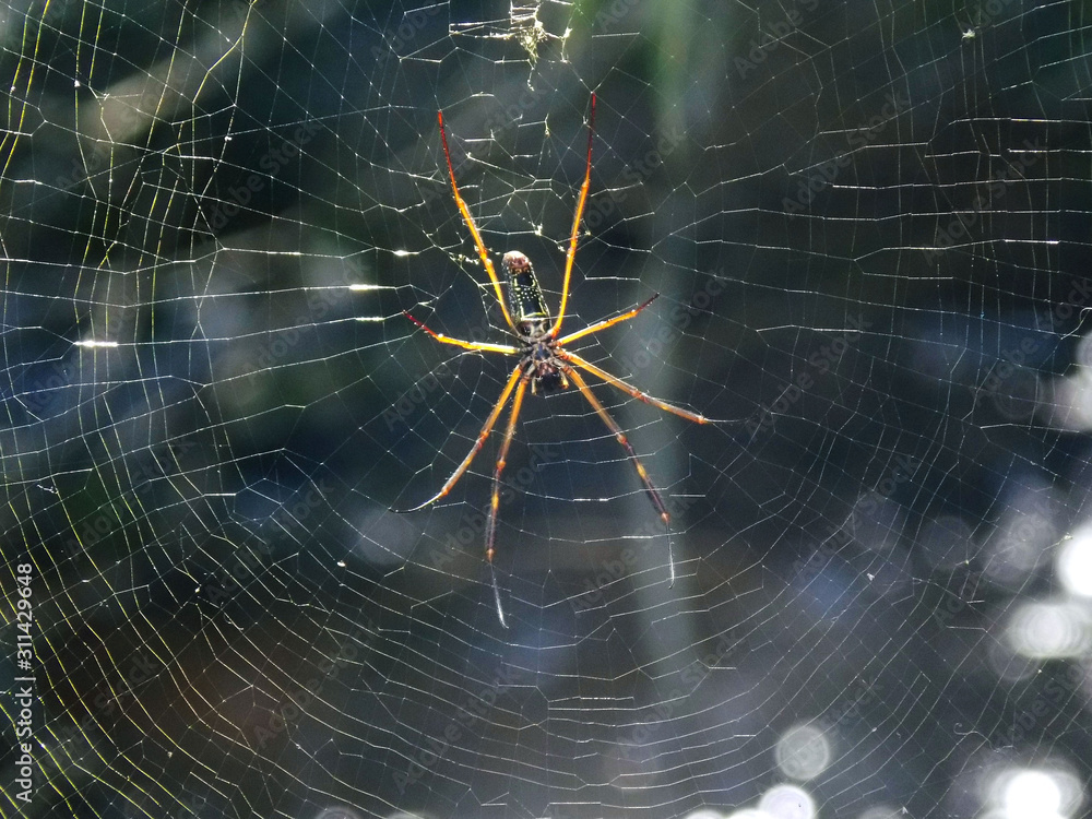 spider on web spider on web