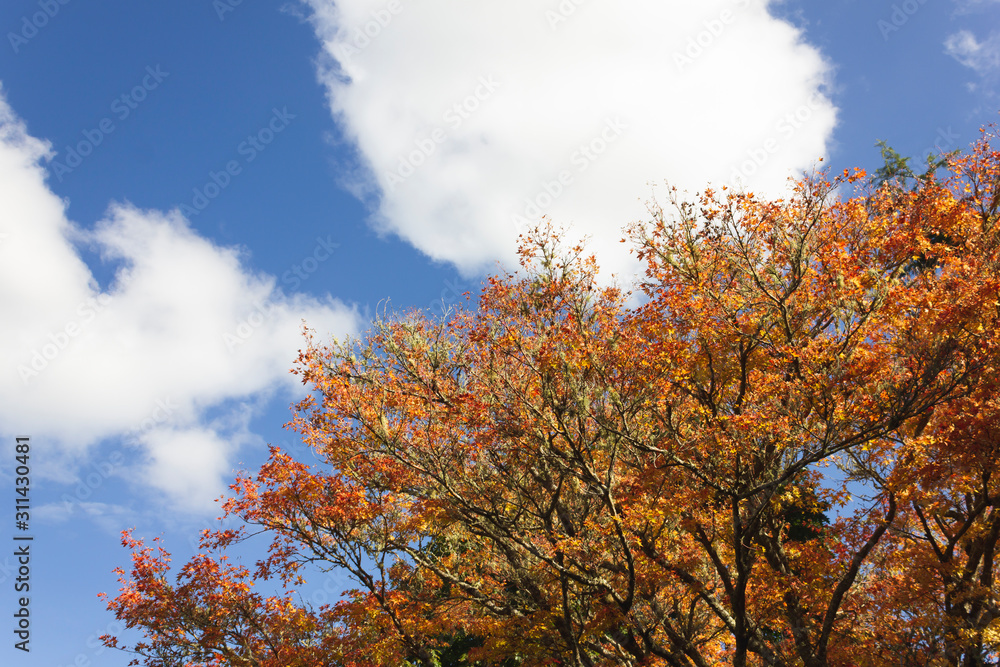 Yellow and orange leaves on blue sky background