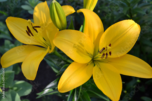 Asiatic hybrid lily bright yellow flower. Clear yellow Gironde Lily or lemon yellow Lilium Butter Pixie, gorgeous blossom with six showy petals and six dark stamen anthers.
