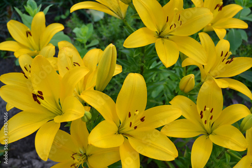 Asiatic hybrid lily texture. Clear yellow Gironde Lily or lemon yellow Lilium Butter Pixie, gorgeous blossom with six showy petals and six dark stamen anthers.