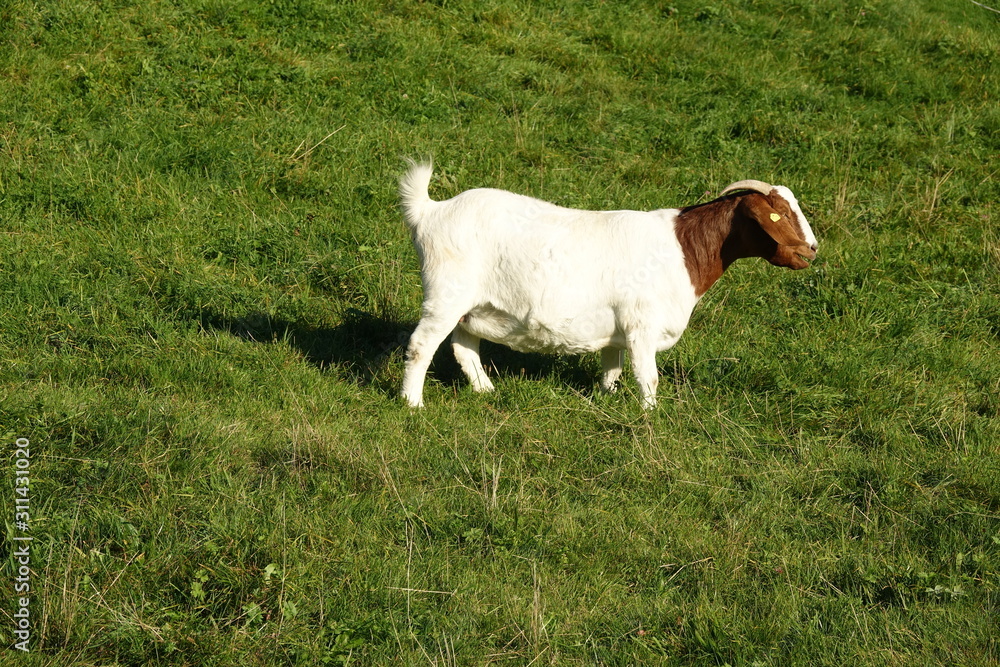 Obraz premium Ziege auf einer Bergwiese