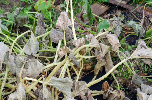 Cucumbers and zucchini with curled dead leaves after autumn frosts