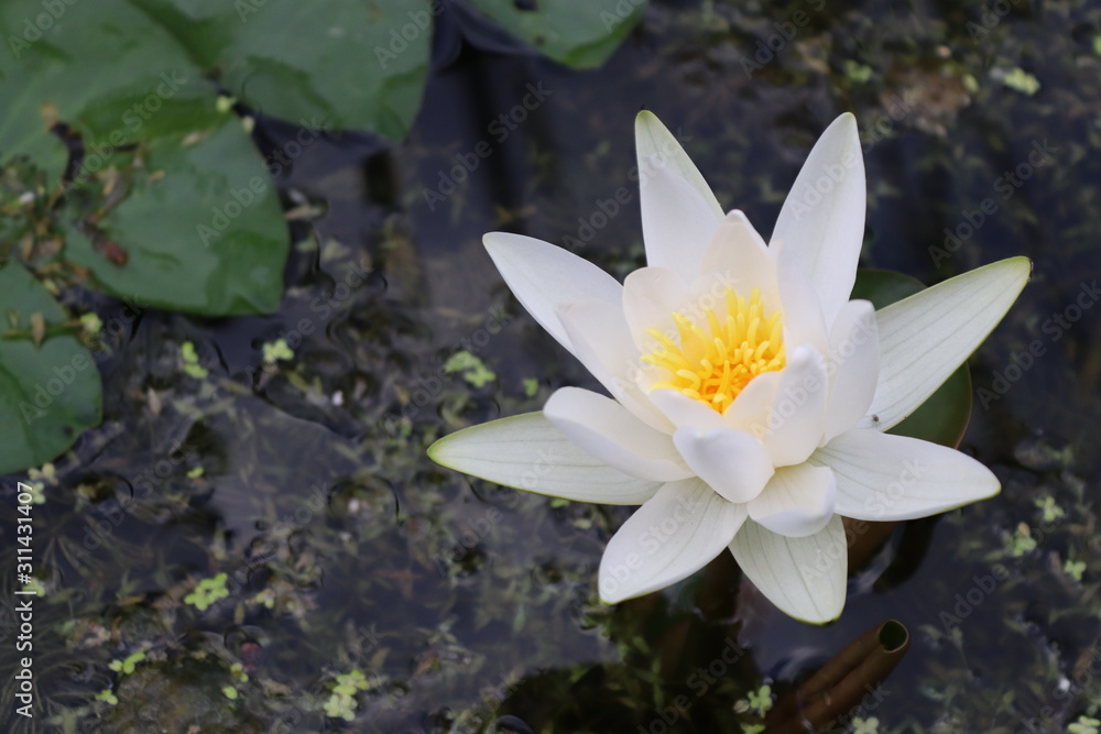 White water lily on the water closeup White water lily on the water closeup