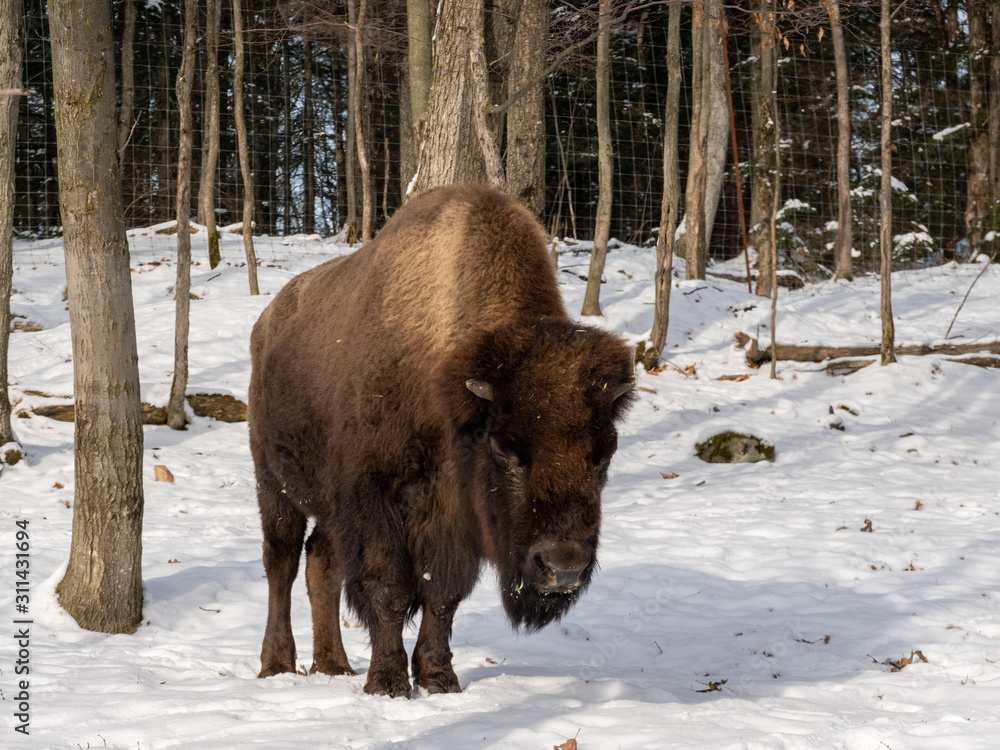 A large bison in the winter