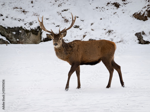 A large deer in the winter