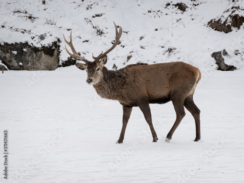 A large deer in the winter