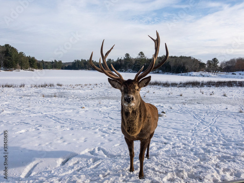 A large deer in the winter © Joe
