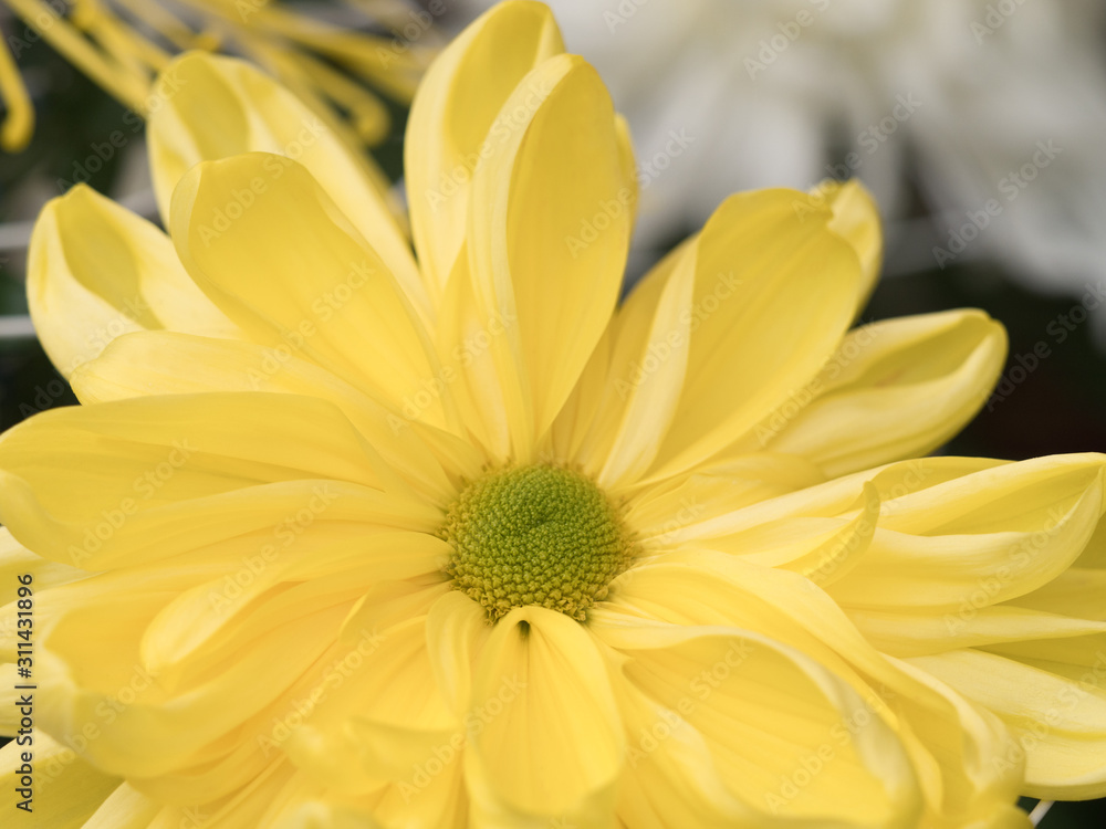 菊の花 菊の花