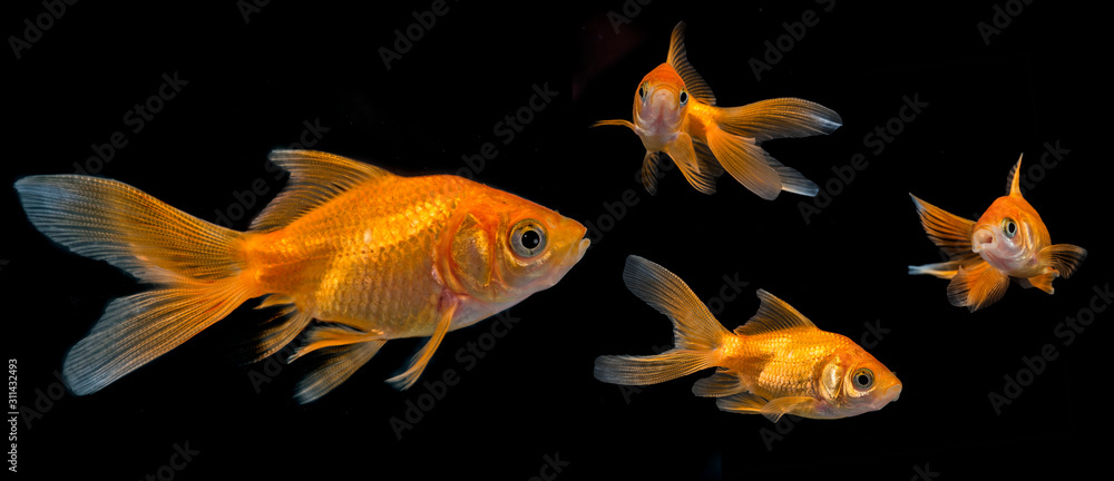 Carassius auratus auratus  - gold fish -  aquarium fish on black background