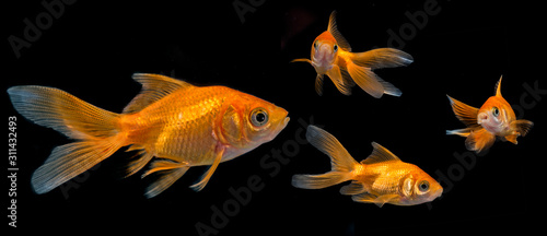Carassius auratus auratus  - gold fish -  aquarium fish on black background © Vera Kuttelvaserova