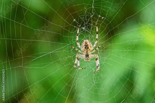 one big brown spider sits on a white web on a green background
